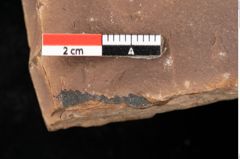 Foto (Detailansicht) von Quercus palaeoilex Ettingshausen (NHMW-GEO-2024-0188-0740)